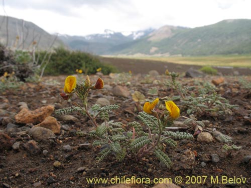 Imágen de Adesmia sp. #1770 (). Haga un clic para aumentar parte de imágen.