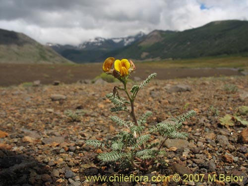 Imágen de Adesmia sp. #1770 (). Haga un clic para aumentar parte de imágen.