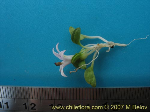 Image of Lobelia oligophylla (). Click to enlarge parts of image.