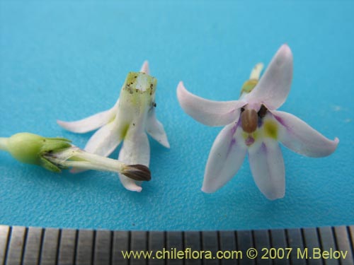 Bild von Lobelia oligophylla (). Klicken Sie, um den Ausschnitt zu vergrössern.