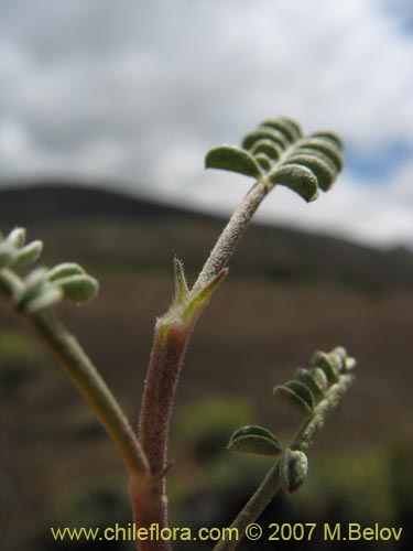 Bild von Adesmia sp. #1770 (). Klicken Sie, um den Ausschnitt zu vergrössern.