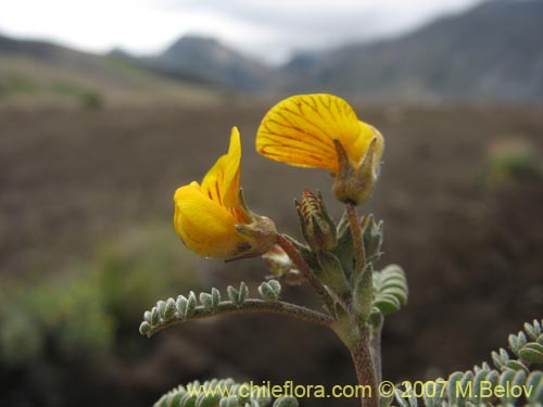 Imágen de Adesmia sp. #1770 (). Haga un clic para aumentar parte de imágen.