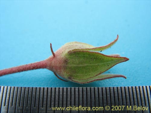 Image of Tarasa humilis (). Click to enlarge parts of image.