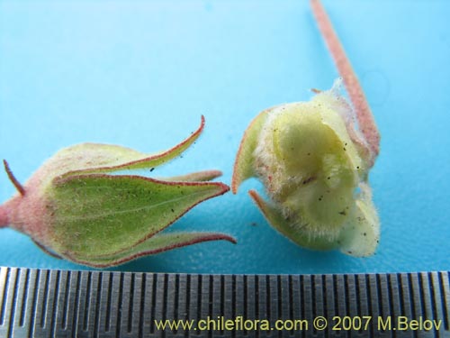 Image of Tarasa humilis (). Click to enlarge parts of image.