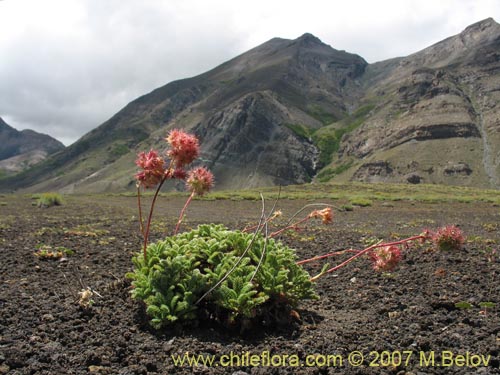 Фотография Acaena caespitosa (). Щелкните, чтобы увеличить вырез.