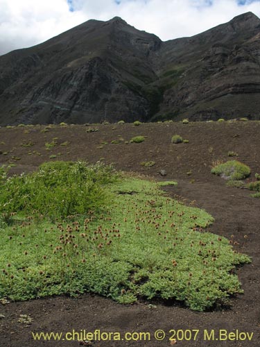 Image of Acaena magellanica (). Click to enlarge parts of image.