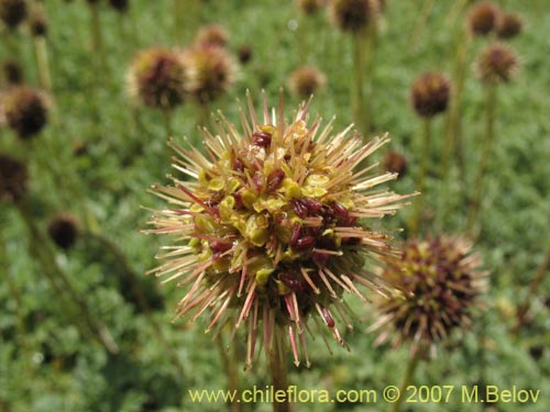 Image of Acaena magellanica (). Click to enlarge parts of image.