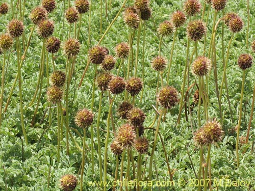 Image of Acaena magellanica (). Click to enlarge parts of image.