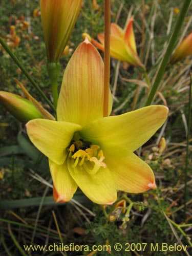 Imágen de Rhodophiala araucana (). Haga un clic para aumentar parte de imágen.