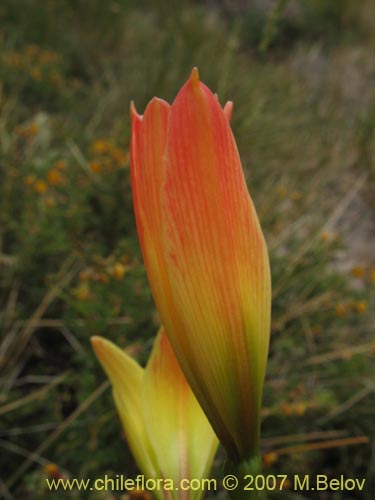 Image of Rhodophiala araucana (). Click to enlarge parts of image.