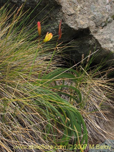 Image of Rhodophiala araucana (). Click to enlarge parts of image.