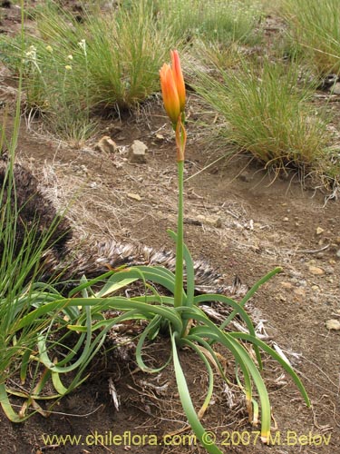 Imágen de Rhodophiala araucana (). Haga un clic para aumentar parte de imágen.