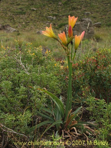 Rhodophiala araucana의 사진