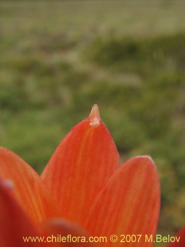 Rhodophiala araucanaの写真
