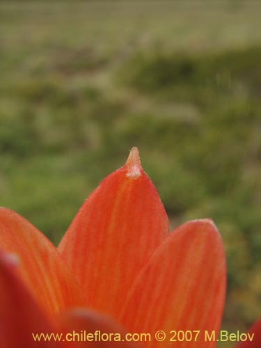 Imágen de Rhodophiala araucana (). Haga un clic para aumentar parte de imágen.