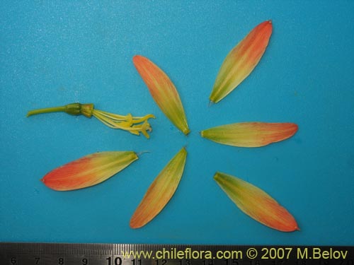 Rhodophiala araucana의 사진