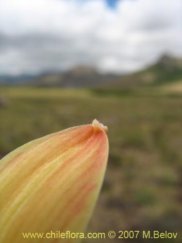 Imágen de Rhodophiala araucana (). Haga un clic para aumentar parte de imágen.