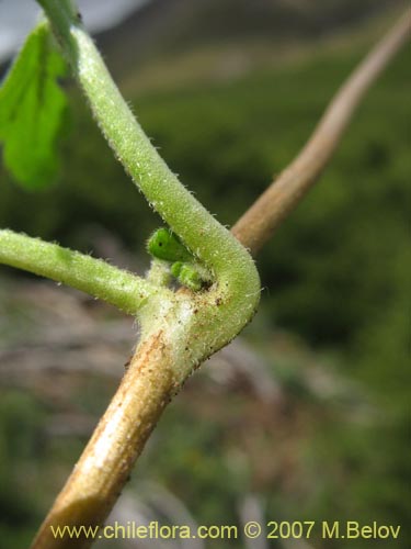 Image of Chiliotrichum rosmarinifolium (Romerillo). Click to enlarge parts of image.