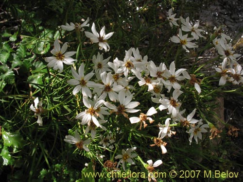 Bild von Chiliotrichum rosmarinifolium (Romerillo). Klicken Sie, um den Ausschnitt zu vergrössern.