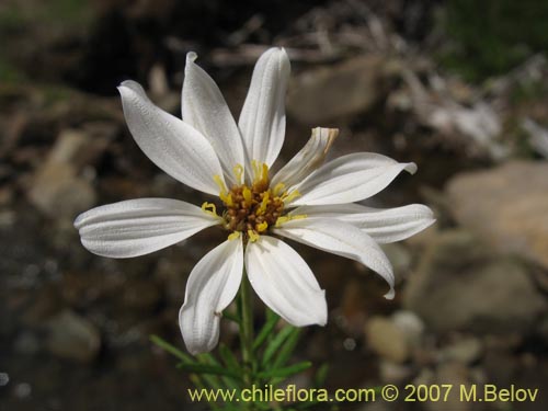 Bild von Chiliotrichum rosmarinifolium (Romerillo). Klicken Sie, um den Ausschnitt zu vergrössern.