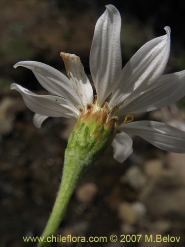 Image of Chiliotrichum rosmarinifolium (Romerillo). Click to enlarge parts of image.