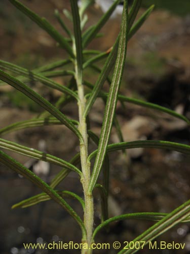 Image of Chiliotrichum rosmarinifolium (Romerillo). Click to enlarge parts of image.