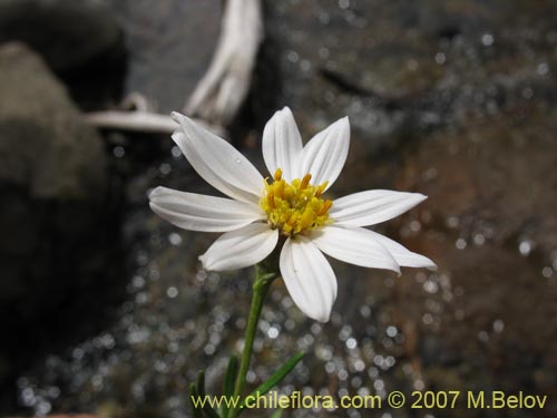 Bild von Chiliotrichum rosmarinifolium (Romerillo). Klicken Sie, um den Ausschnitt zu vergrössern.