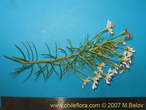 Image of Chiliotrichum rosmarinifolium (Romerillo). Click to enlarge parts of image.