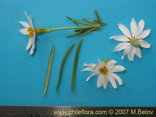 Bild von Chiliotrichum rosmarinifolium (Romerillo). Klicken Sie, um den Ausschnitt zu vergrössern.