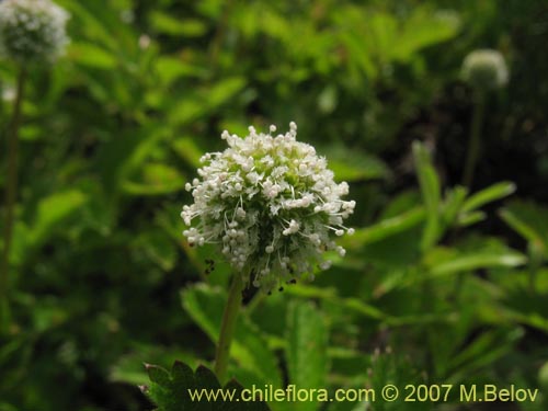 Imágen de Planta no identificada sp. #1756 (). Haga un clic para aumentar parte de imágen.