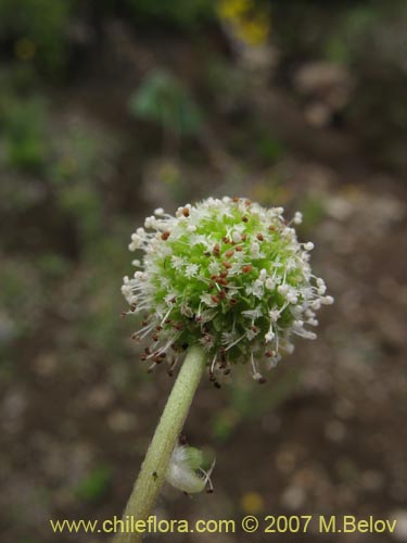 Imágen de Planta no identificada sp. #1756 (). Haga un clic para aumentar parte de imágen.