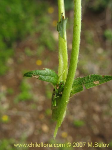 没断定的植物 sp. #1756的照片