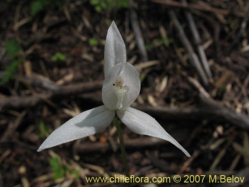 Image of Codonorchis lessonii (). Click to enlarge parts of image.