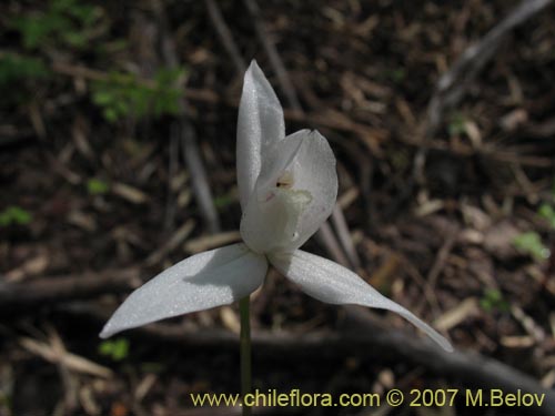 Bild von Codonorchis lessonii (). Klicken Sie, um den Ausschnitt zu vergrössern.