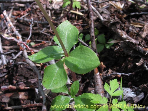 Image of Codonorchis lessonii (). Click to enlarge parts of image.