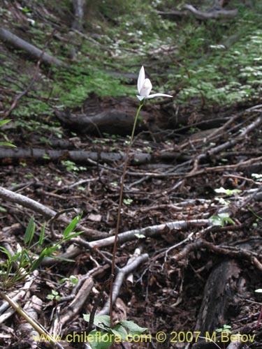 Image of Codonorchis lessonii (). Click to enlarge parts of image.