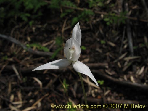 Image of Codonorchis lessonii (). Click to enlarge parts of image.