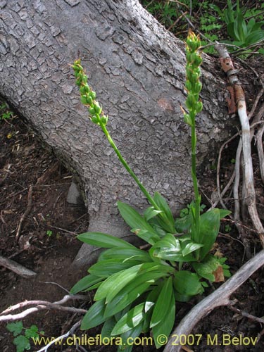 Фотография Gavilea lutea (). Щелкните, чтобы увеличить вырез.