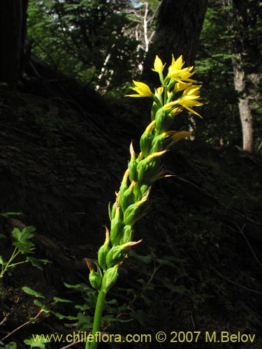 Image of Gavilea lutea (). Click to enlarge parts of image.