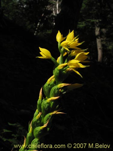 Image of Gavilea lutea (). Click to enlarge parts of image.