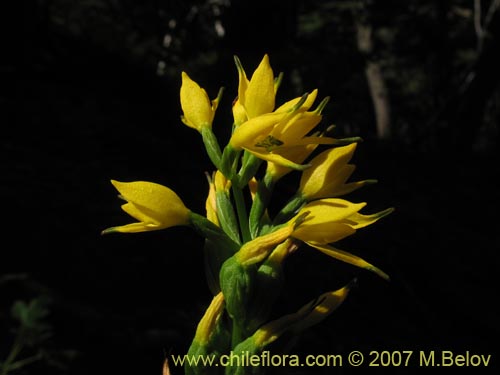 Image of Gavilea lutea (). Click to enlarge parts of image.