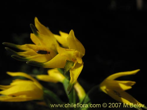 Image of Gavilea lutea (). Click to enlarge parts of image.