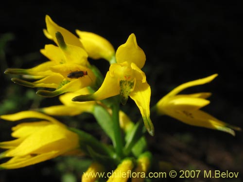 Image of Gavilea lutea (). Click to enlarge parts of image.