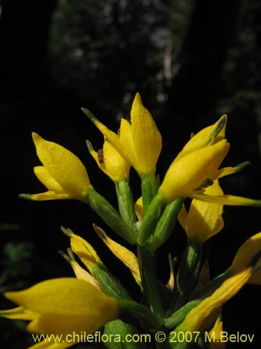 Image of Gavilea lutea (). Click to enlarge parts of image.