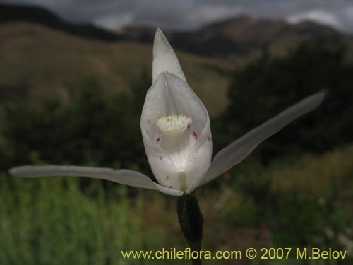 Bild von Codonorchis lessonii (). Klicken Sie, um den Ausschnitt zu vergrössern.