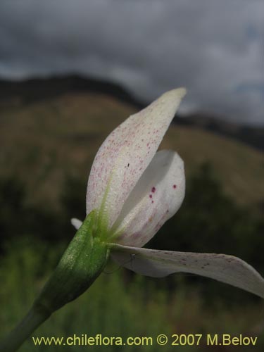 Image of Codonorchis lessonii (). Click to enlarge parts of image.