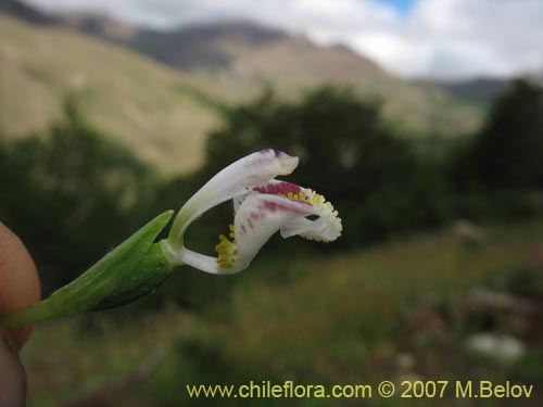 Bild von Codonorchis lessonii (). Klicken Sie, um den Ausschnitt zu vergrössern.