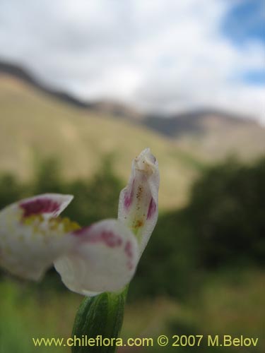 Image of Codonorchis lessonii (). Click to enlarge parts of image.