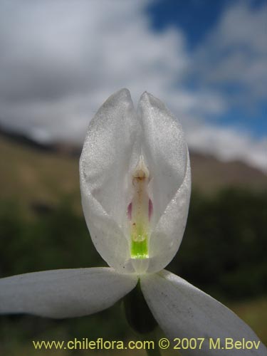 Bild von Codonorchis lessonii (). Klicken Sie, um den Ausschnitt zu vergrössern.