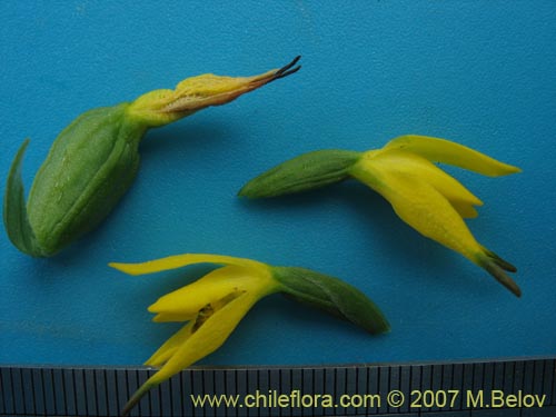 Image of Gavilea lutea (). Click to enlarge parts of image.